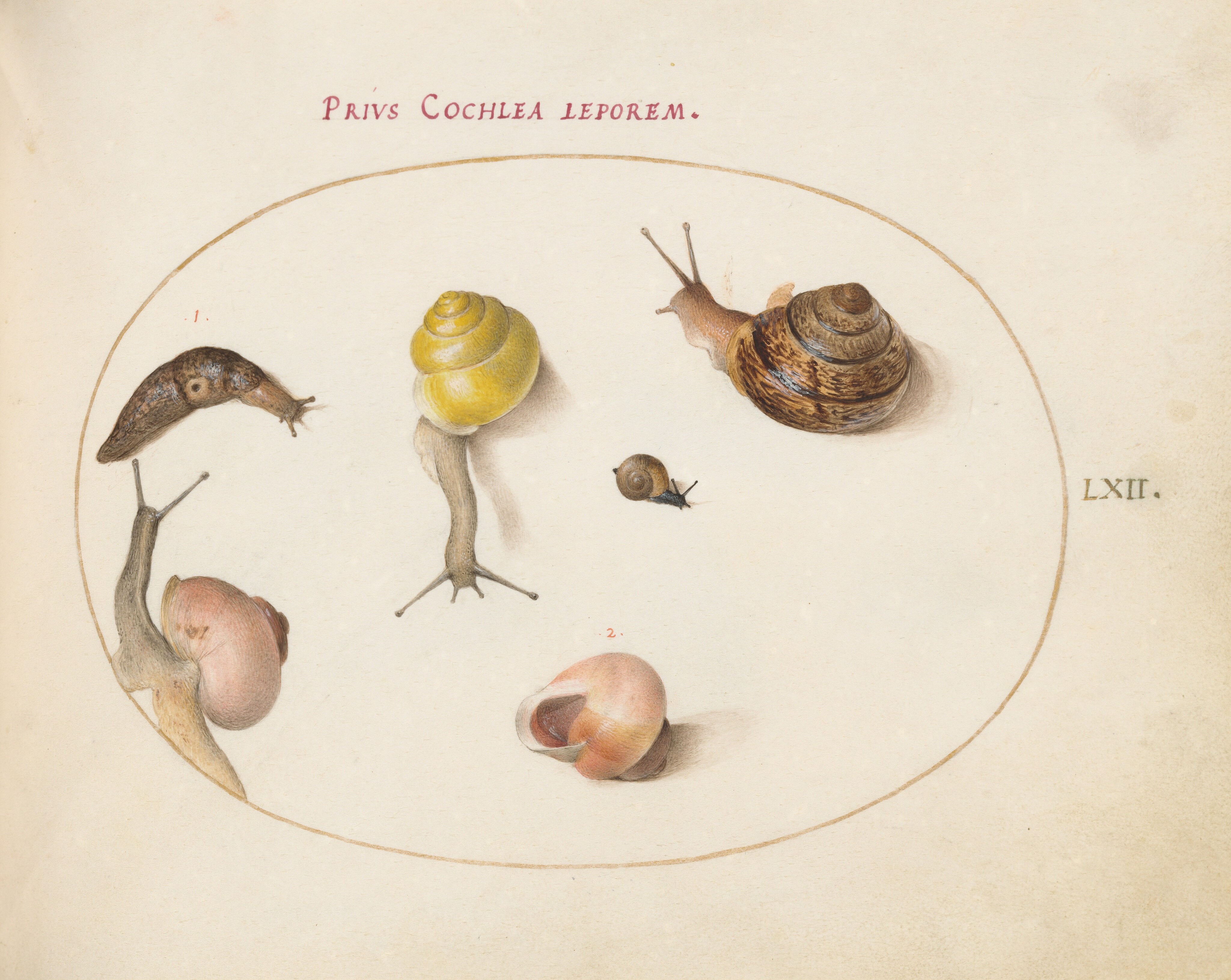 the snail’s deserted house