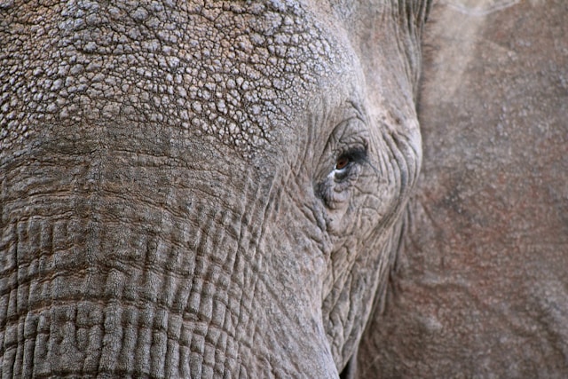 something endangered, something extinct
